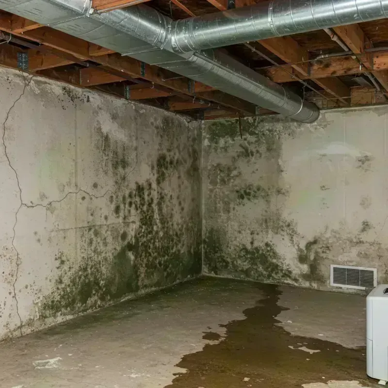 Professional Mold Removal in Lakewood Park, FL